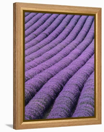 Field of Lavender-David Nunuk-Framed Premier Image Canvas