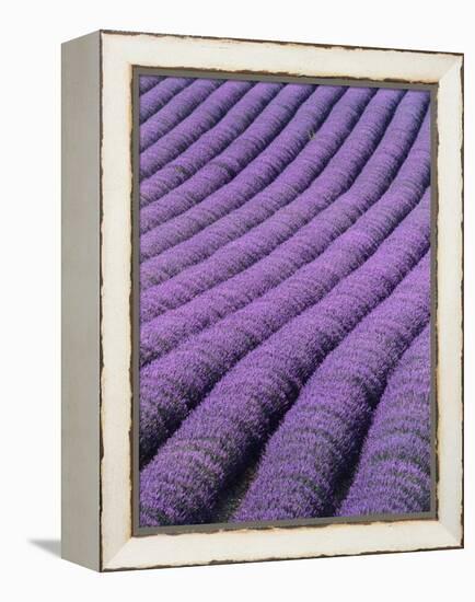 Field of Lavender-David Nunuk-Framed Premier Image Canvas