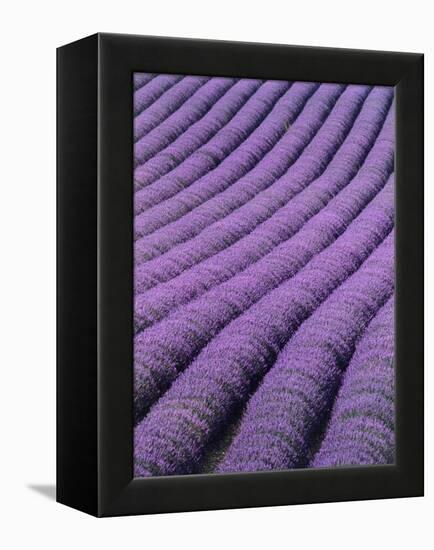 Field of Lavender-David Nunuk-Framed Premier Image Canvas