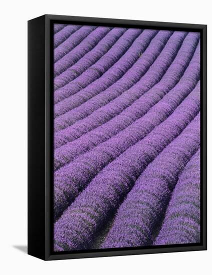 Field of Lavender-David Nunuk-Framed Premier Image Canvas