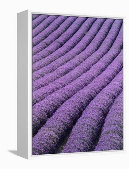 Field of Lavender-David Nunuk-Framed Premier Image Canvas