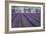 Field of Lavender-David Nunuk-Framed Photographic Print