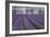 Field of Lavender-David Nunuk-Framed Photographic Print