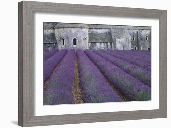 Field of Lavender-David Nunuk-Framed Photographic Print