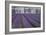 Field of Lavender-David Nunuk-Framed Photographic Print