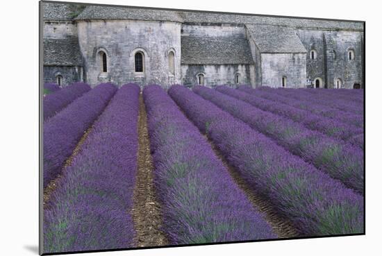 Field of Lavender-David Nunuk-Mounted Photographic Print