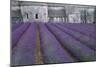 Field of Lavender-David Nunuk-Mounted Photographic Print