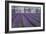 Field of Lavender-David Nunuk-Framed Photographic Print