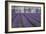 Field of Lavender-David Nunuk-Framed Photographic Print