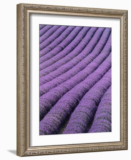 Field of Lavender-David Nunuk-Framed Photographic Print