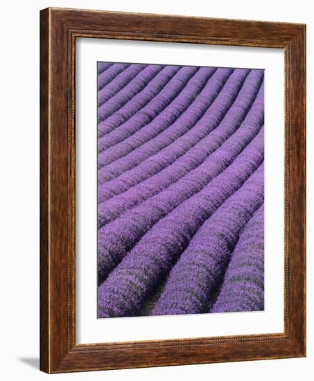 Field of Lavender-David Nunuk-Framed Photographic Print