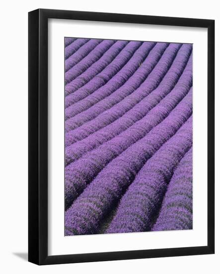 Field of Lavender-David Nunuk-Framed Photographic Print