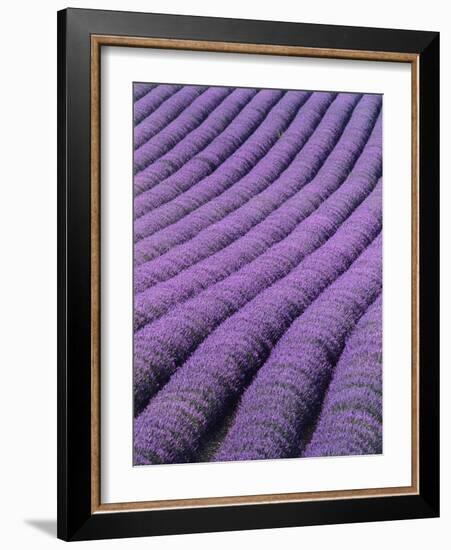 Field of Lavender-David Nunuk-Framed Photographic Print