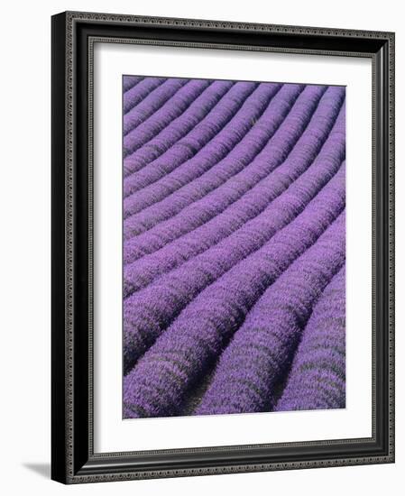 Field of Lavender-David Nunuk-Framed Photographic Print