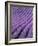 Field of Lavender-David Nunuk-Framed Photographic Print