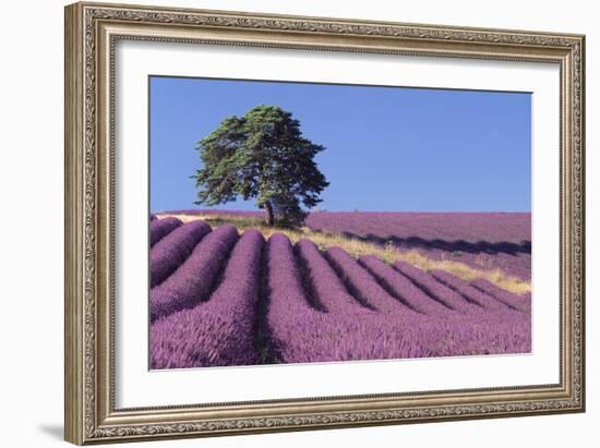 Field of Lavender-David Nunuk-Framed Photographic Print