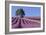 Field of Lavender-David Nunuk-Framed Photographic Print