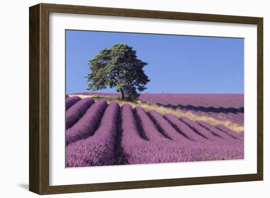 Field of Lavender-David Nunuk-Framed Photographic Print