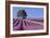 Field of Lavender-David Nunuk-Framed Photographic Print