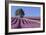 Field of Lavender-David Nunuk-Framed Photographic Print