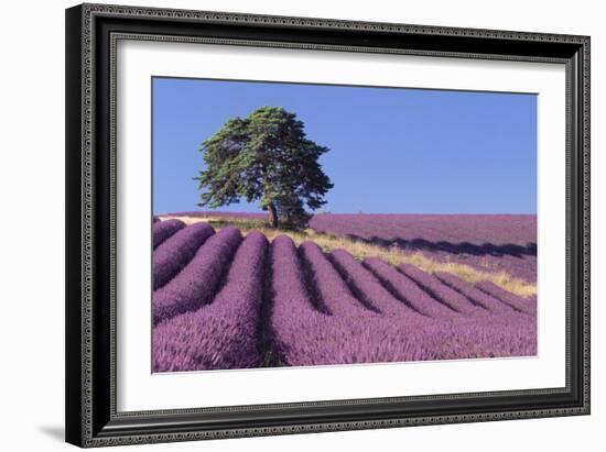 Field of Lavender-David Nunuk-Framed Photographic Print