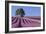 Field of Lavender-David Nunuk-Framed Photographic Print