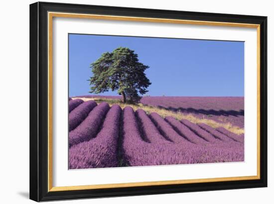 Field of Lavender-David Nunuk-Framed Photographic Print