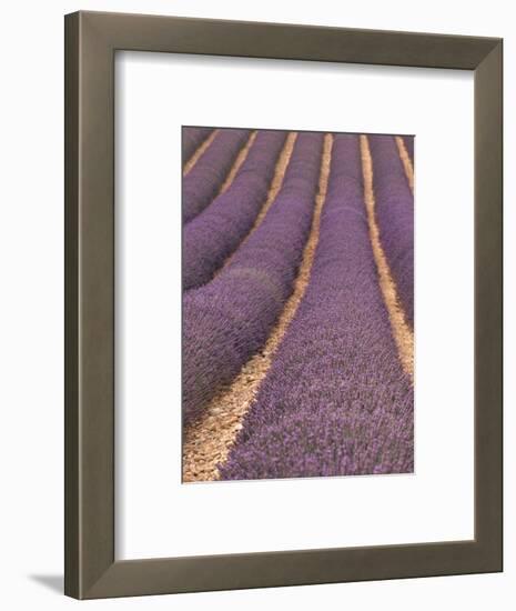 Field of Lavender-Owen Franken-Framed Photographic Print