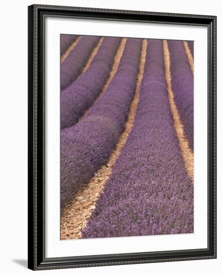 Field of Lavender-Owen Franken-Framed Photographic Print