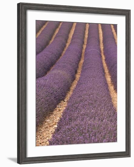 Field of Lavender-Owen Franken-Framed Photographic Print