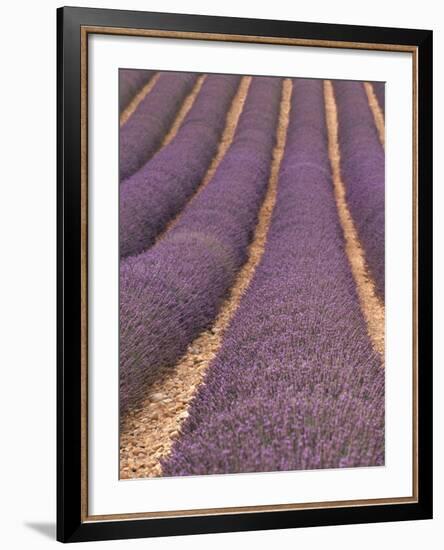 Field of Lavender-Owen Franken-Framed Photographic Print