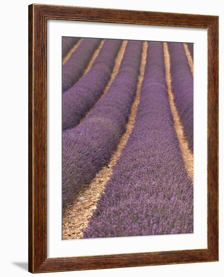 Field of Lavender-Owen Franken-Framed Photographic Print