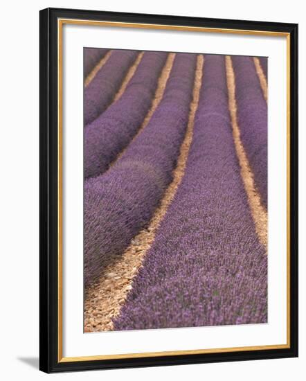 Field of Lavender-Owen Franken-Framed Photographic Print