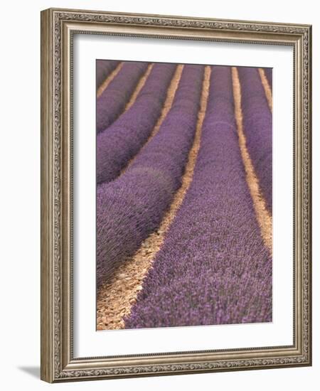 Field of Lavender-Owen Franken-Framed Photographic Print