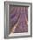 Field of Lavender-Owen Franken-Framed Photographic Print