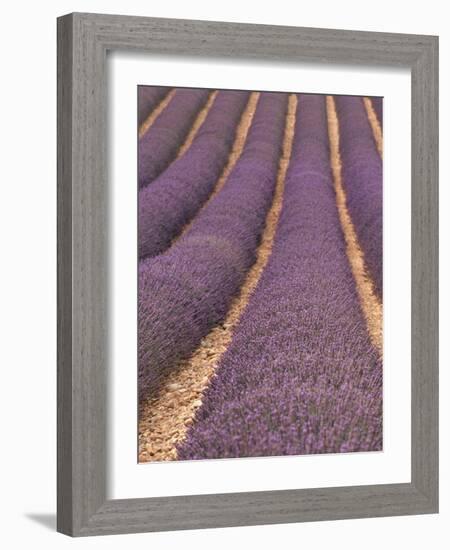 Field of Lavender-Owen Franken-Framed Photographic Print