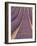 Field of Lavender-Owen Franken-Framed Photographic Print