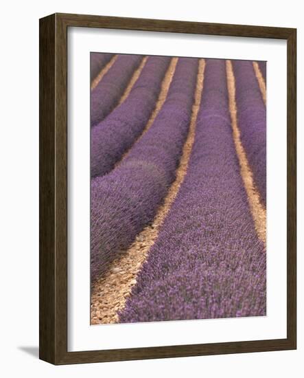 Field of Lavender-Owen Franken-Framed Photographic Print