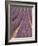 Field of Lavender-Owen Franken-Framed Photographic Print