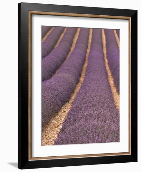 Field of Lavender-Owen Franken-Framed Photographic Print