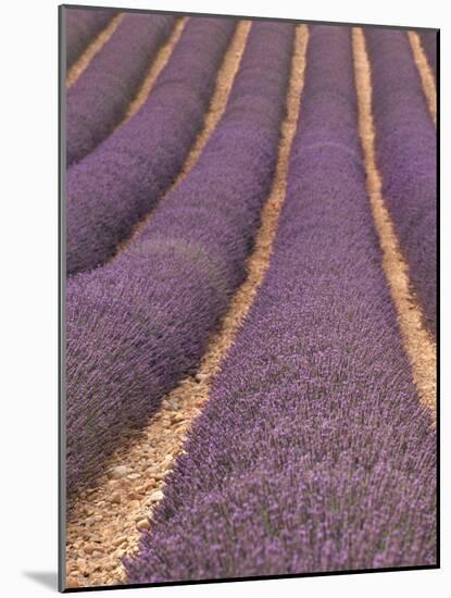 Field of Lavender-Owen Franken-Mounted Photographic Print