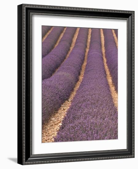 Field of Lavender-Owen Franken-Framed Photographic Print