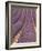 Field of Lavender-Owen Franken-Framed Photographic Print