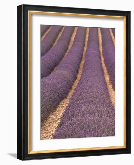 Field of Lavender-Owen Franken-Framed Photographic Print