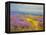 Field of Lavenders 2-Vahe Yeremyan-Framed Stretched Canvas