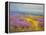 Field of Lavenders 2-Vahe Yeremyan-Framed Stretched Canvas