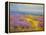 Field of Lavenders 2-Vahe Yeremyan-Framed Stretched Canvas