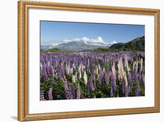 Field of Lupins Along Beacon Point Road, Wanaka, Otago, South Island, New Zealand, Pacific-Stuart Black-Framed Photographic Print