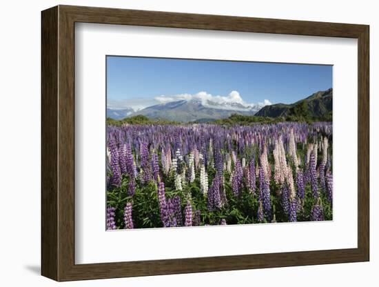 Field of Lupins Along Beacon Point Road, Wanaka, Otago, South Island, New Zealand, Pacific-Stuart Black-Framed Photographic Print