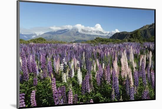 Field of Lupins Along Beacon Point Road, Wanaka, Otago, South Island, New Zealand, Pacific-Stuart Black-Mounted Photographic Print